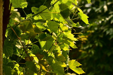 zieleń#drzewa#wiosna#światło wśród liści#