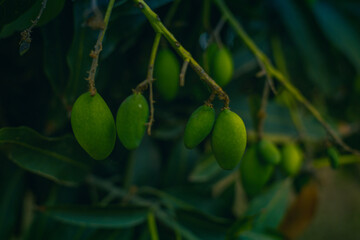 Baby green mango growing on tree