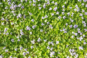 Obraz na płótnie Canvas beautiful background with green leaves and delicate lilac flowers. Cluster of mini purple and white flowers in a garden among greenery