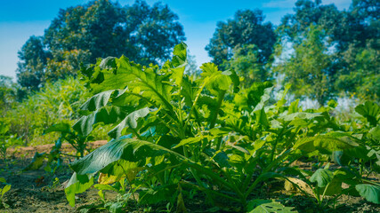 Fototapeta premium Lattuce plant growing in the nursery