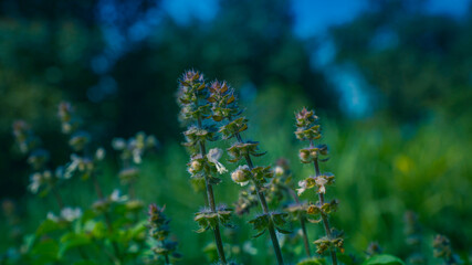 Rama Shama Tulsi. Indian Holi plant