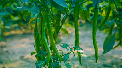 Bunch of green chilli growing on plant