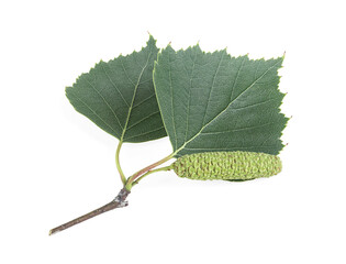 Isolated image of green birch bud and leaves on a white background