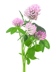Bouquet of clover flowers isolated on a white background. Red meadow clover with leaves.