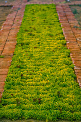 Lattuce plant growing in the nursery