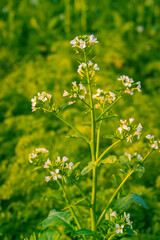 Moringa  flower growing on tree