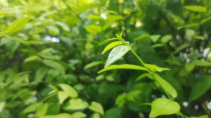 green leaves in the garden