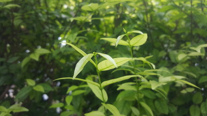 green tea leaves