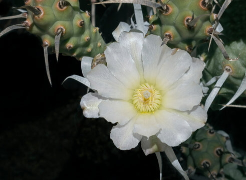 macro of a pearly white Tephrocactus articulatus paper spine cactus flower surrounded by the branching segments and papery spines on a black background