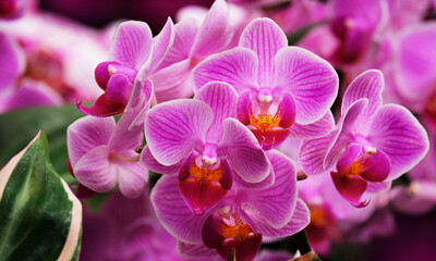Obraz na płótnie Canvas Orchid flowers