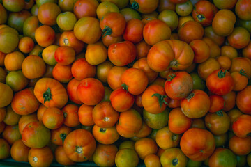 Pure and fresh organic tomato from farm in India