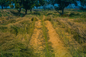 Mustard plants field after harvesting