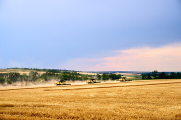 Obraz premium Combine harvesters working in wheat field with cloudy moody sky. Harvesting machine driver cutting crop in a farmland. Agriculture theme, harvesting season.