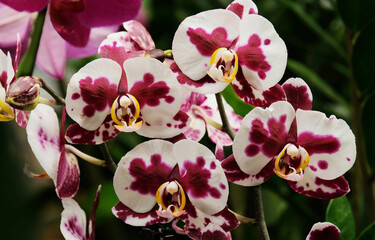 Orchid flowers bicolor