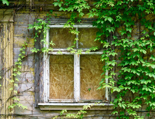 The wall of an old house with a boarded up window and wild grapes on the wall.