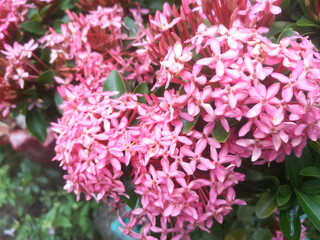 Ixora flowers with red colored buds and green leaves