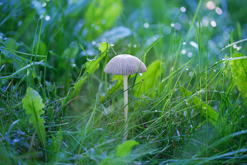 mushroom in grass, nature background. beautiful artistic nature landscape. summer season