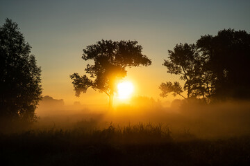 Fototapeta na wymiar foggy field with tree silhouette