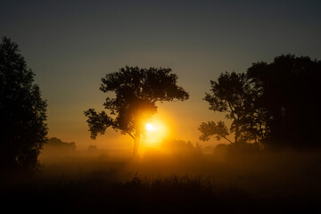 foggy field with tree silhouette