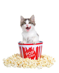 Adorable gray and white kitten popping out of a popcorn bucket licking his face. Freshly popped...