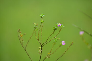 Purple colored flowers in focus with blurred background . Morning glory flowers