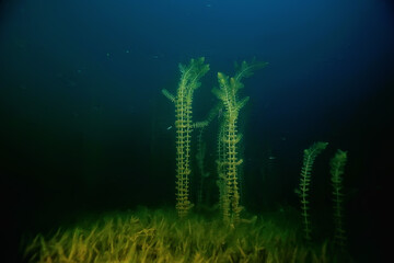 night underwater landscape / diving at night in fresh water, green algae, clear fresh water at...