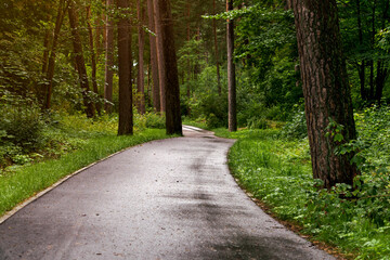Road in the forest at summer near a resting place