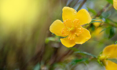 Obraz premium Colorful flowers and beautiful fair light