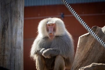 Fototapeta premium A large male Hamadryas Baboon relaxing in the sunshine
