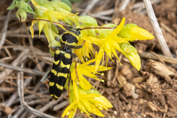 Echinocerus floralis (Plagionotus floralis) - Luzerne longicorn