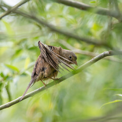Ortolan bunting chick - Emberiza hortulana