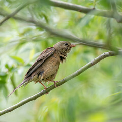 Ortolan bunting chick - Emberiza hortulana