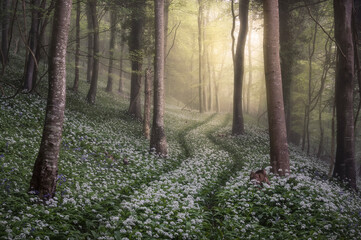 Springtime garlic in the woods of Dorset - obrazy, fototapety, plakaty