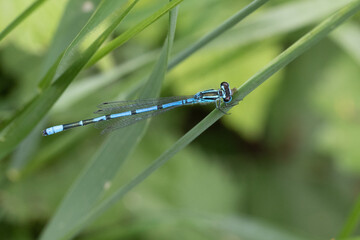 Coenagrion puella - Azure damselfly