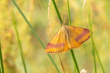  Purple-barred Yellow male - Lythria cruentaria