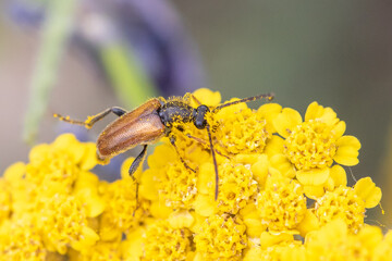 Pseudovadonia livida