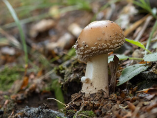 The blusher - Amanita rubescens