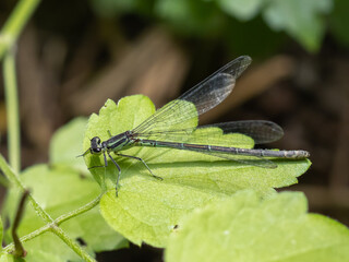 Azure damselfly - Coenagrion puella - female