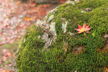 苔に覆われた岩に落ちた紅葉