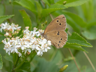 Ringlet - Aphantopus hyperantus