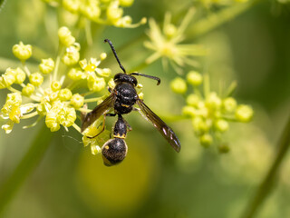 Potter wasp - Eumenes coronatus male