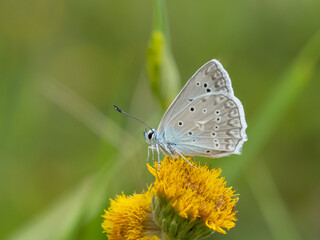 Meleager's blue - Polyommatus daphnis male