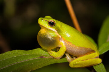 Eastern Dwarf Tree Frog (Litoria fallax)