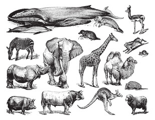 Animal collection - vintage engraved vector illustration from Petit Larousse Illustré 1914