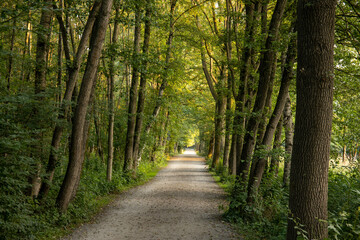 Feldweg oder Laufweg durch den Wald am Rubbenbruchsee in Osnabr&uuml;ck