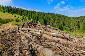 Place of deforestation in the Carpathians, Ukraine.