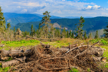 Place of deforestation in the Carpathians, Ukraine.