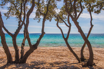 Croatia, island of Pag, beautiful sand beach under trees, turquoise water of Adriatic Sea coasltine on sunny summer day.