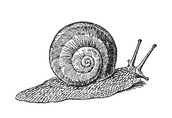 Escargot garden snail gliding - vintage engraved vector illustration from Petit Larousse Illustré 1914 © Hein Nouwens