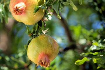 
pomegranate before harvest, sprig of pomegranate